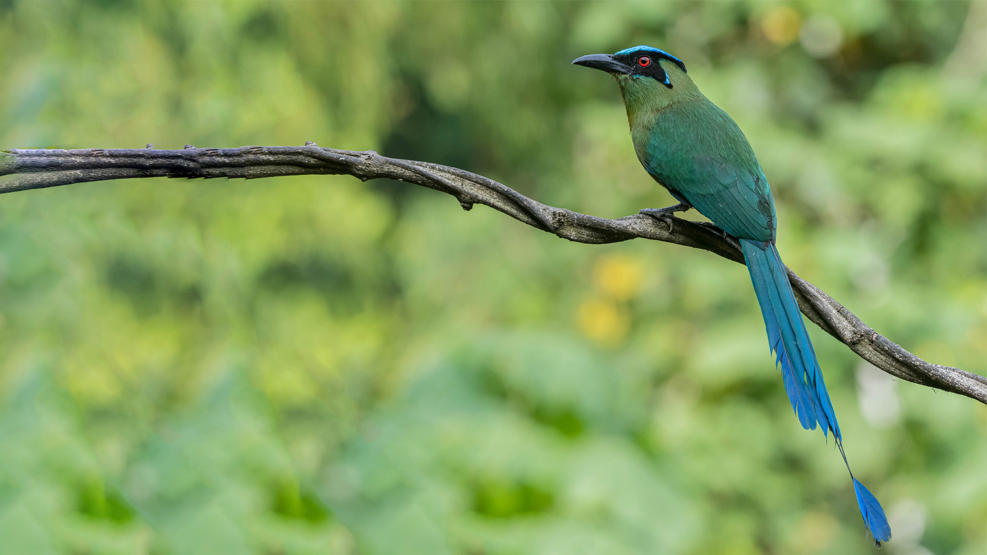 Birding and Harping